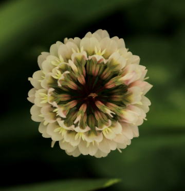 white clover