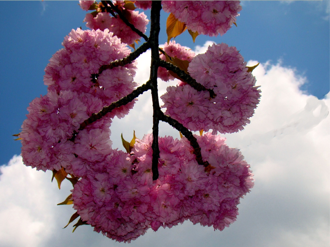 blüten 5