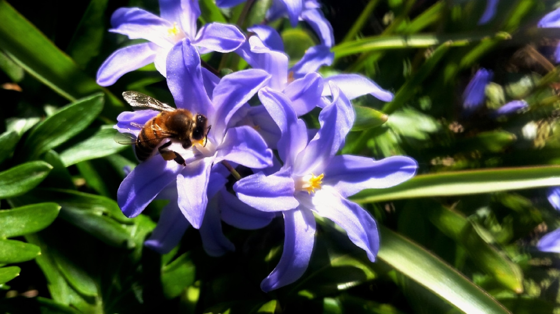 Spring In The Garden