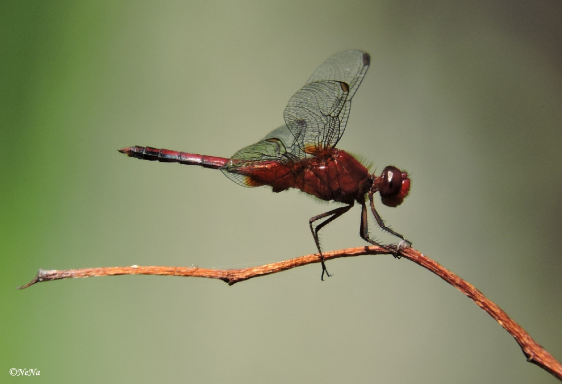 Dragonfly details