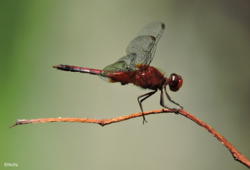 Dragonfly details