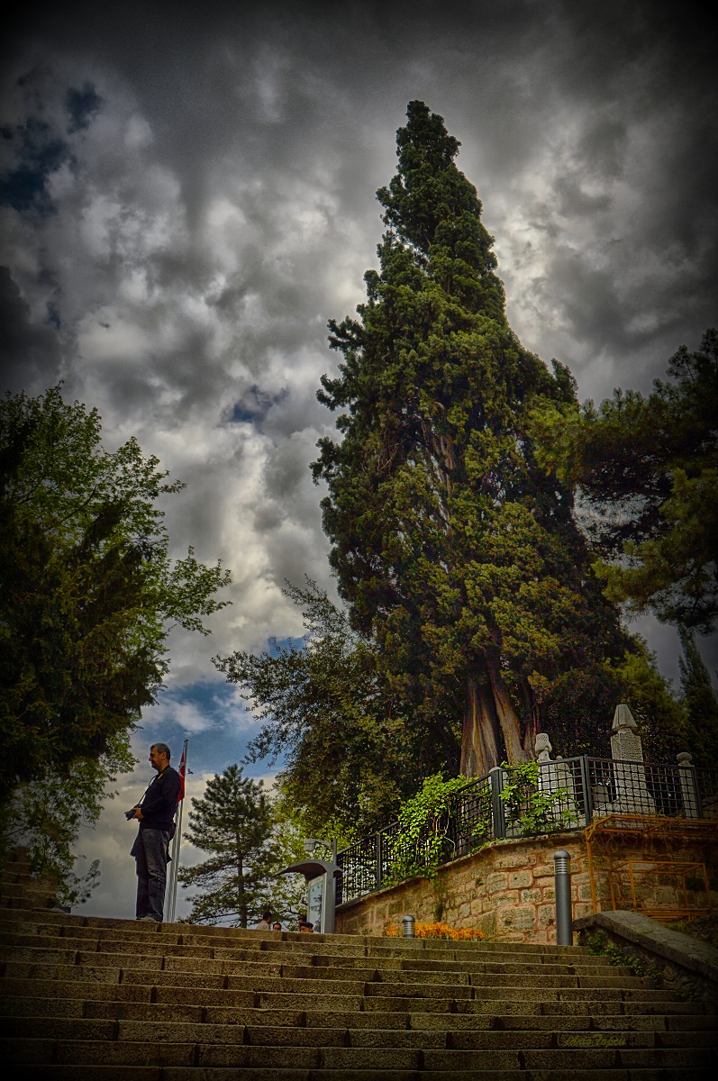 SELVİ.................!