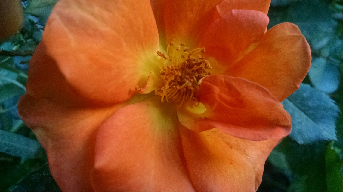 Nature loves Golden ...