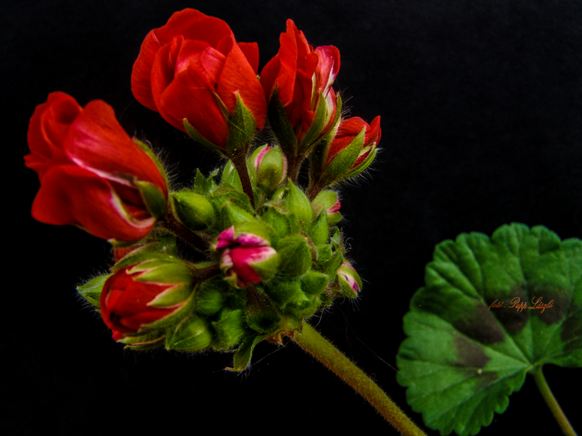 geranium