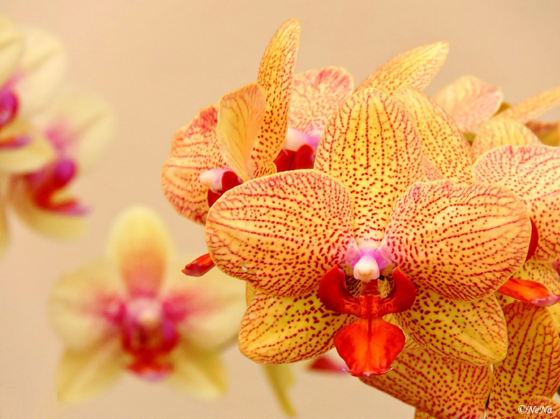 Orchids