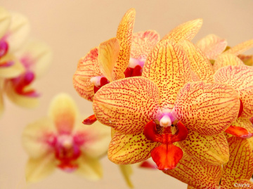 Orchids