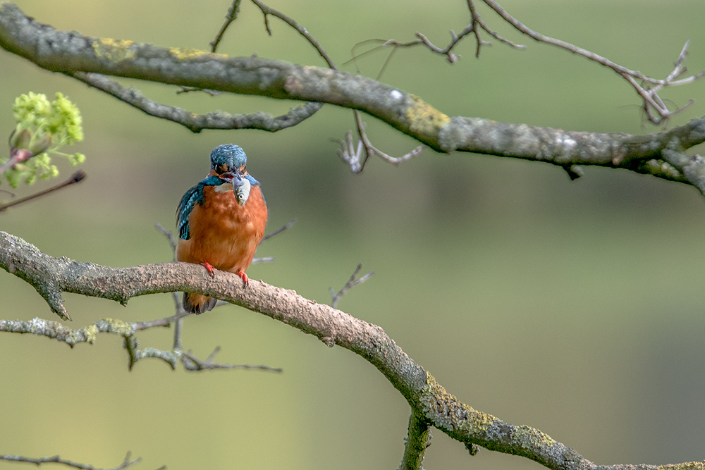 Kingfisher