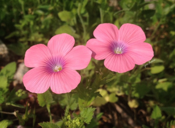 Pink spring 