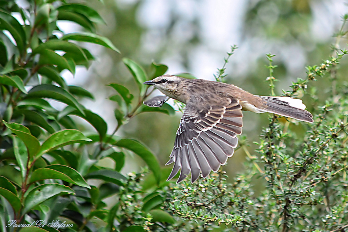 Mimus saturninus