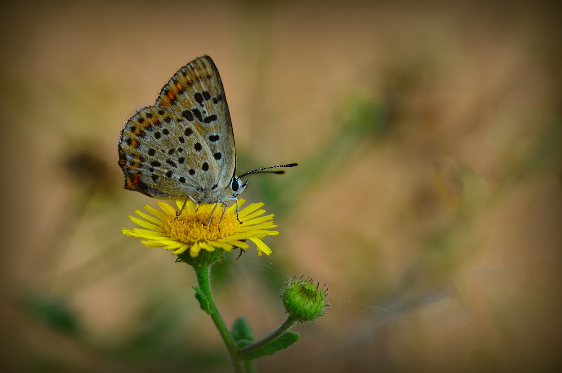 MİNİ MİNİ MİNİKLER 017