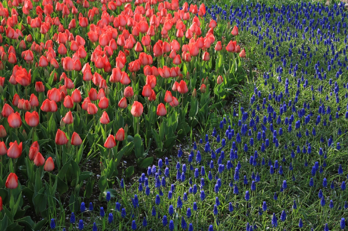 red & purple