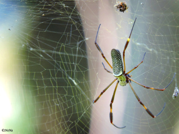 Spider