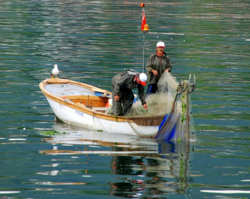 Balıkçılar & Martı