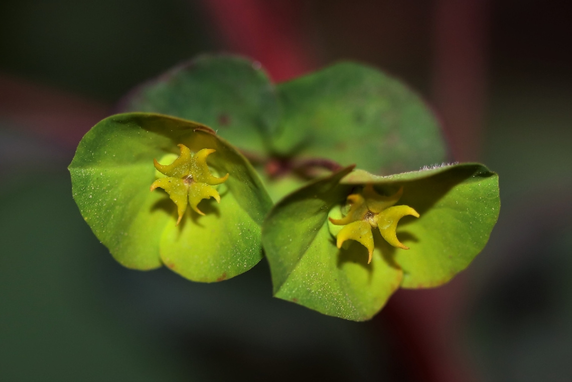 Green...