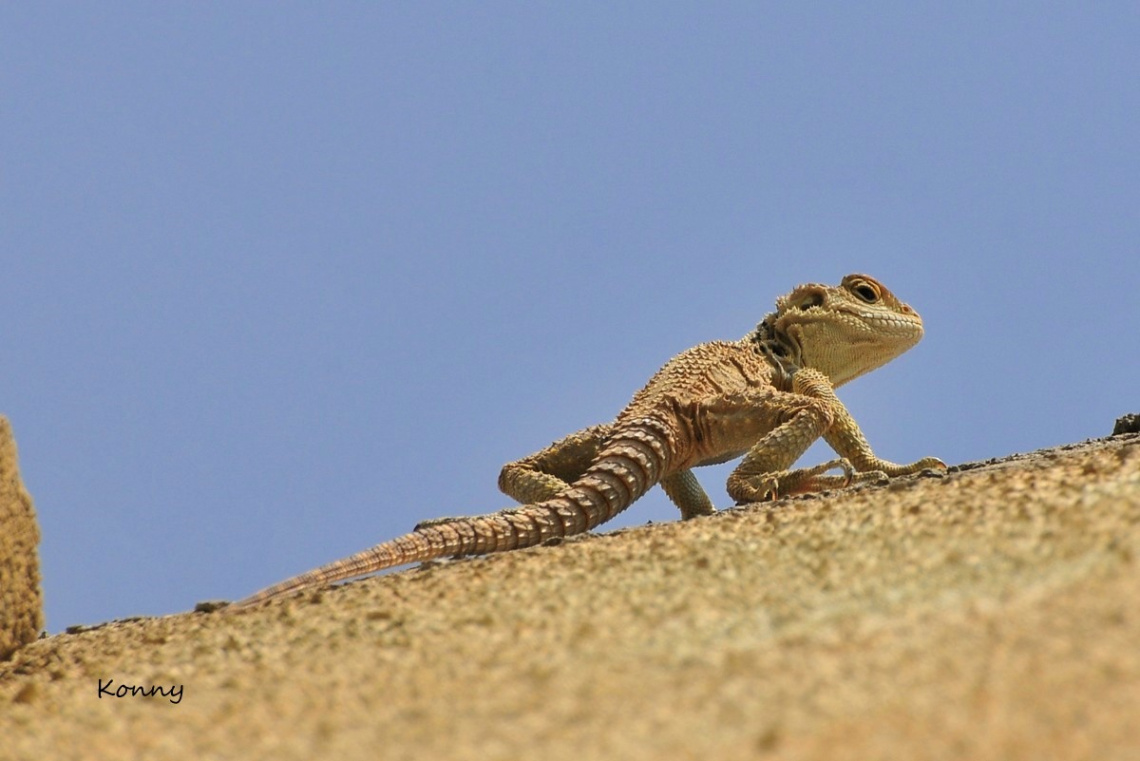 saurian.. :)))