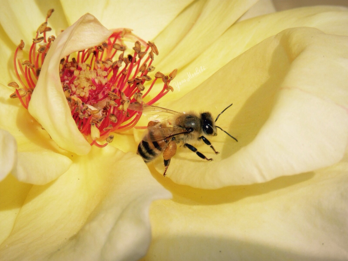 Bee