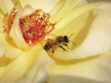 Bee
