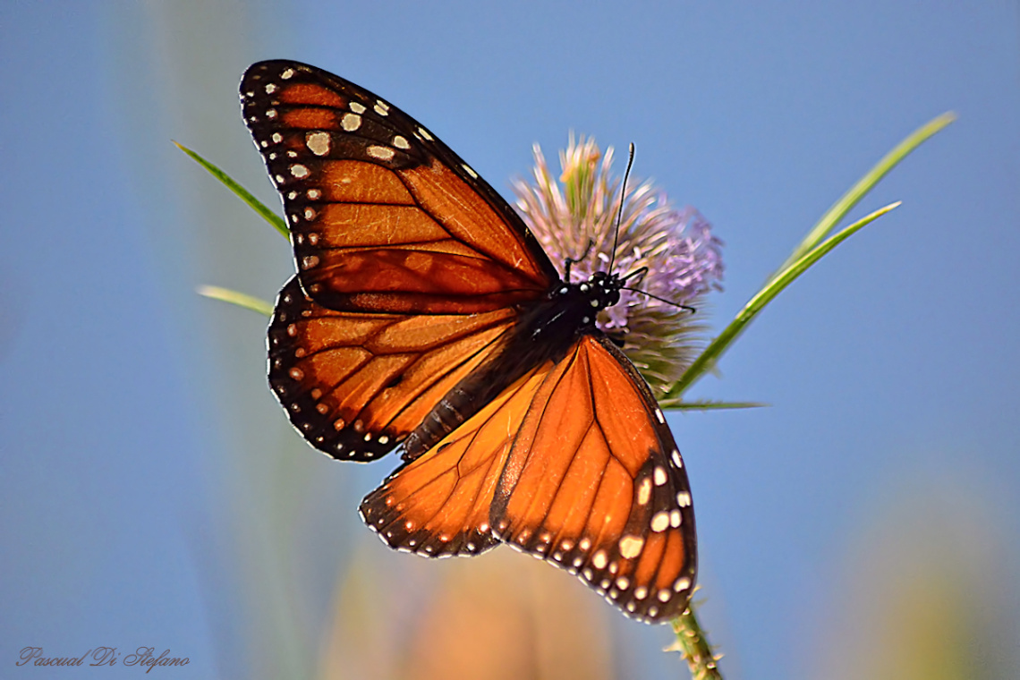 Orange beauty