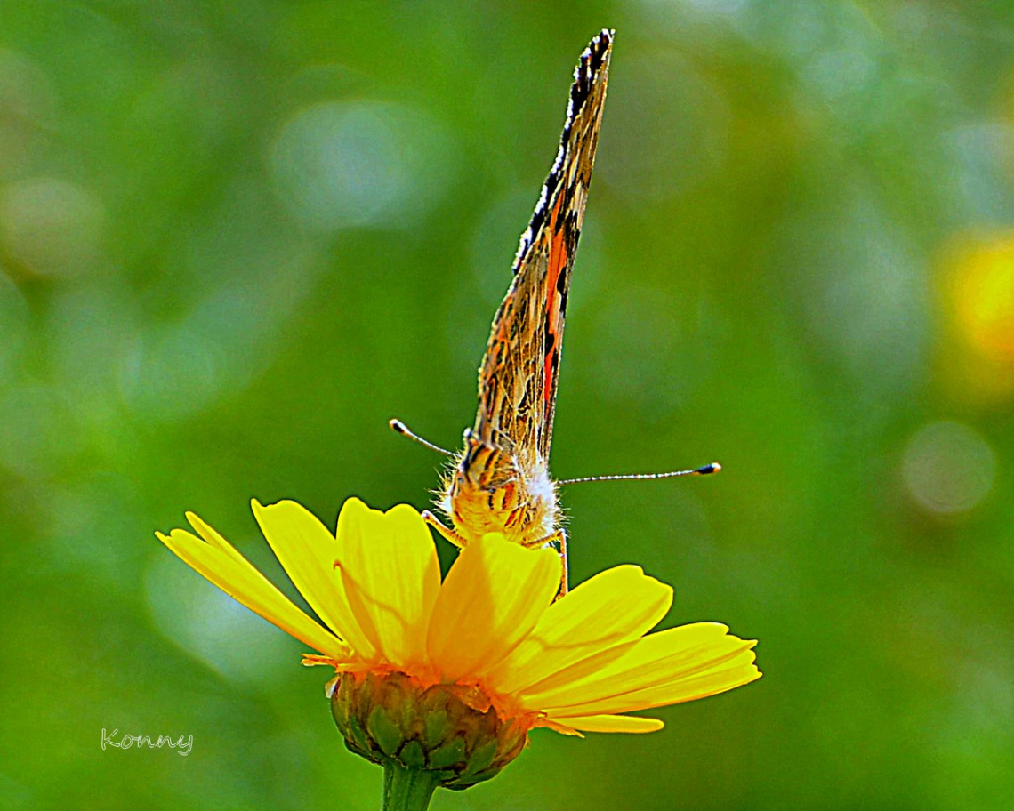 butterfly 