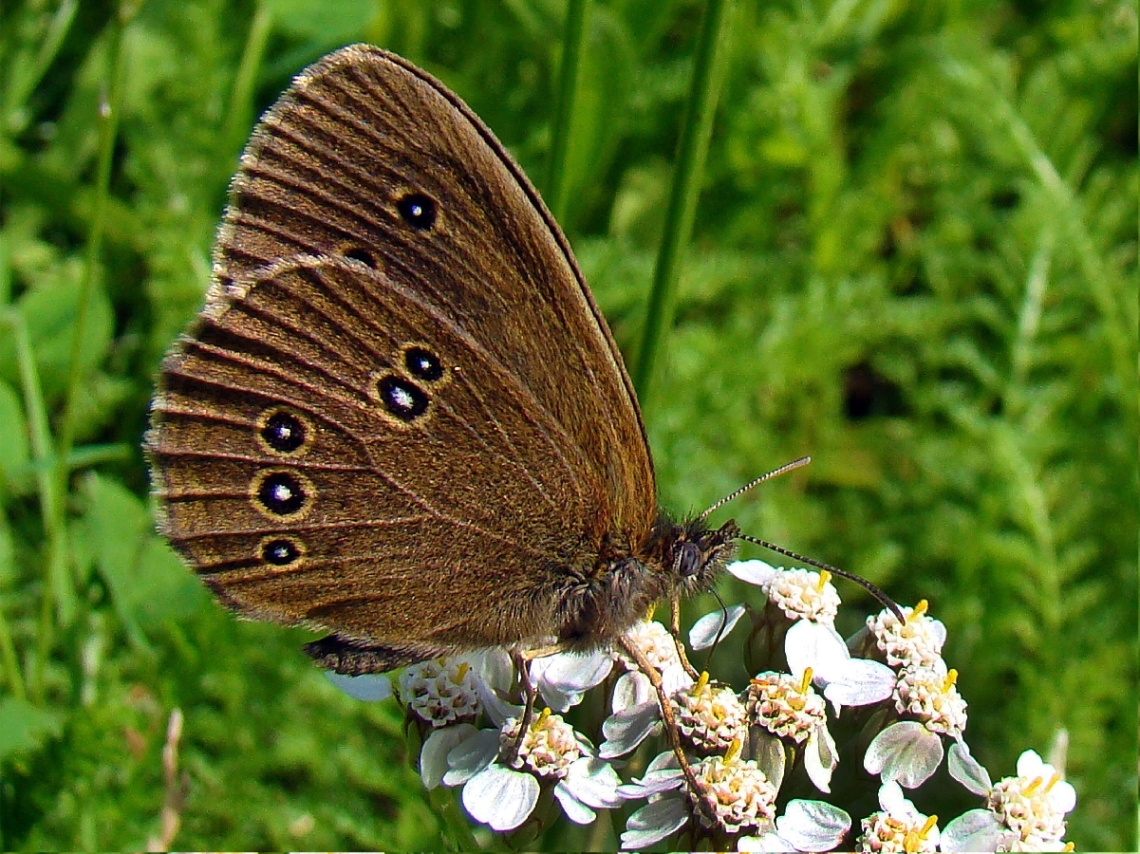 schmetterling 16