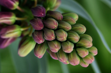 Growing in a garden...