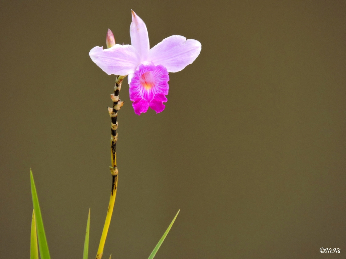  Orchid