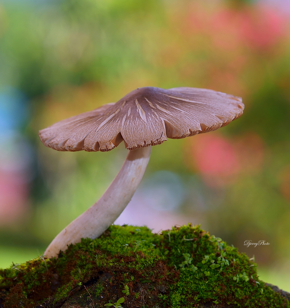 Mushroom
