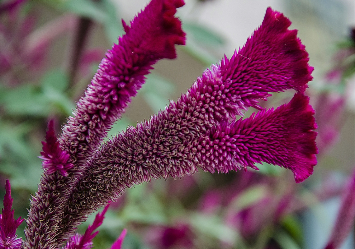 Cock's comb (Celosia cristata)