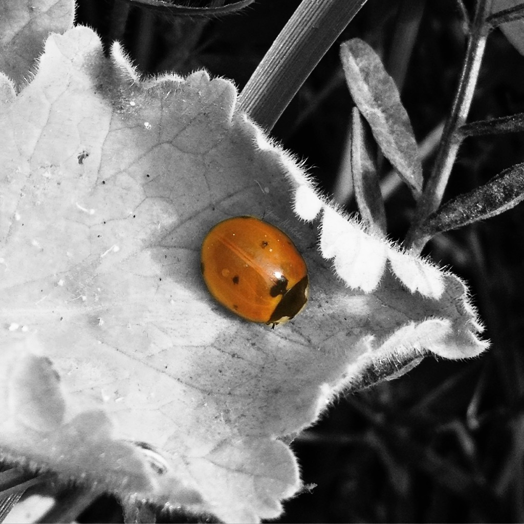 Ladybug