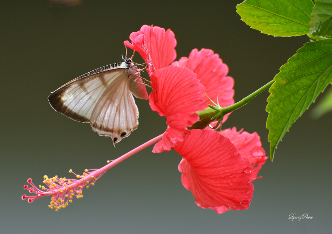 Butterfly and flower