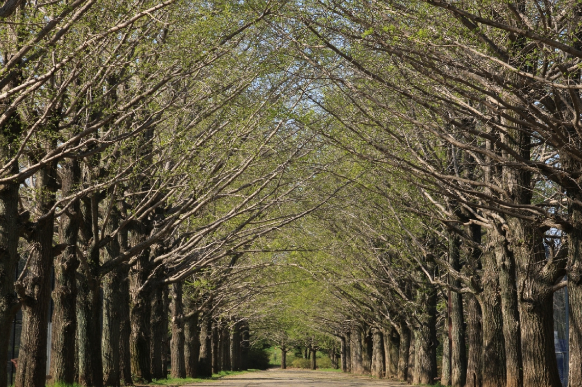 tree-lined street
