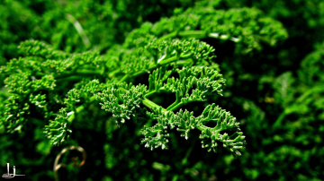 green is soul soothing.