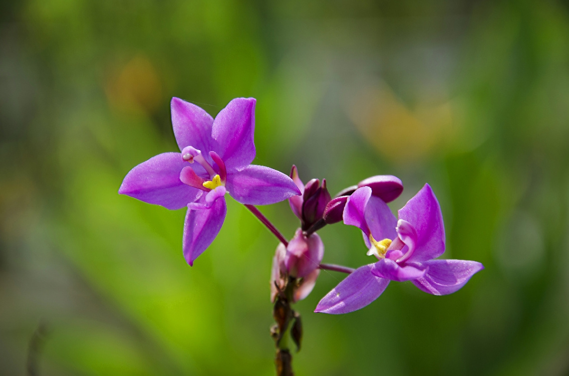 Philippine Orchid
