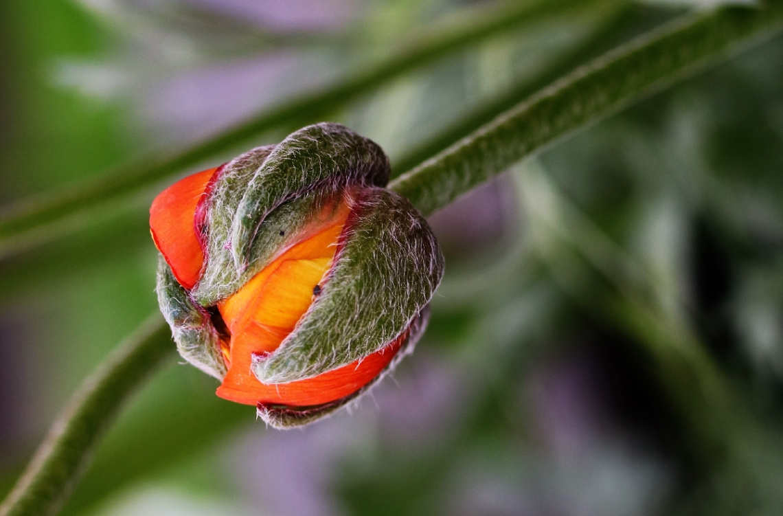Close to flourish...