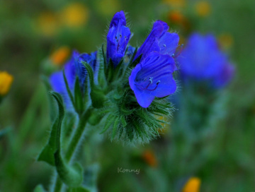 nice colour 