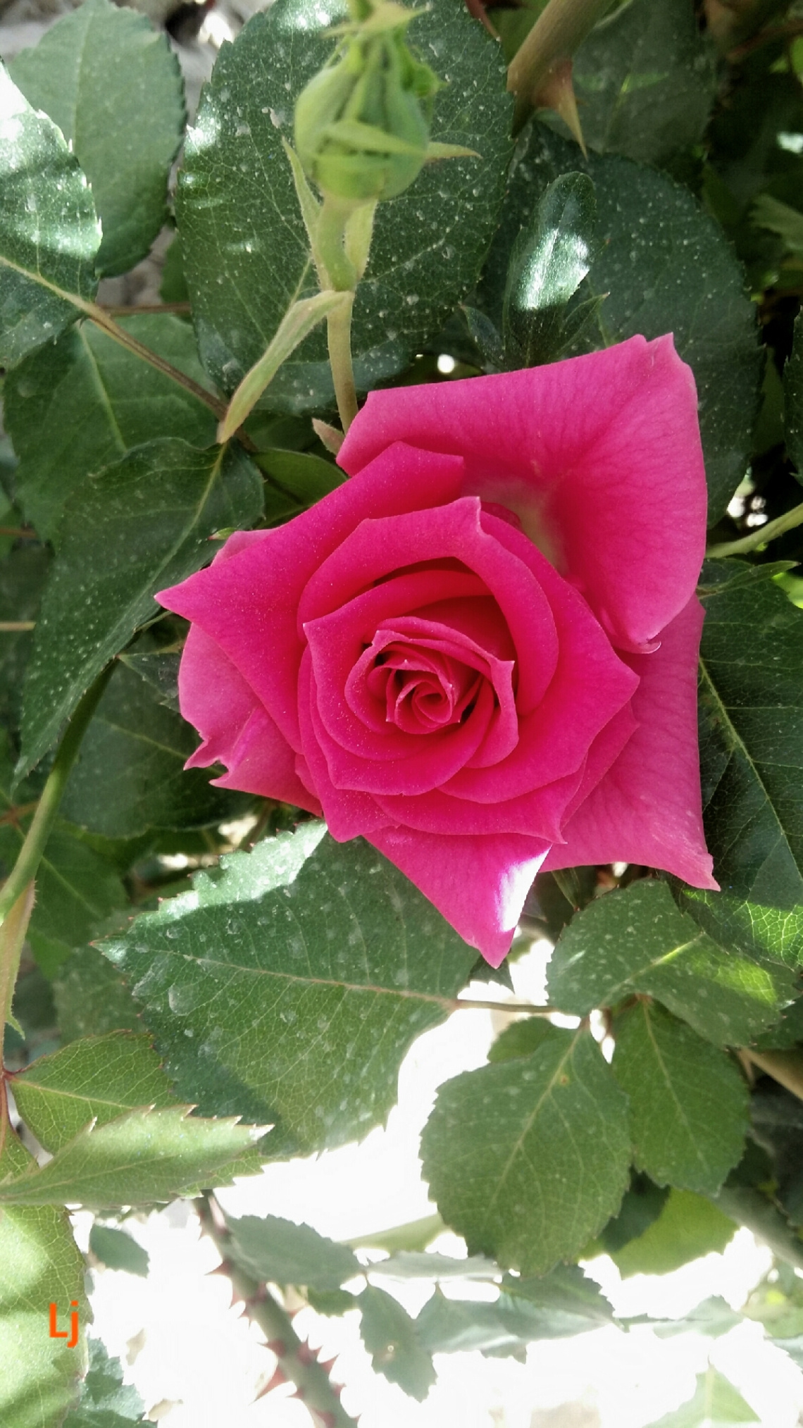 pinky