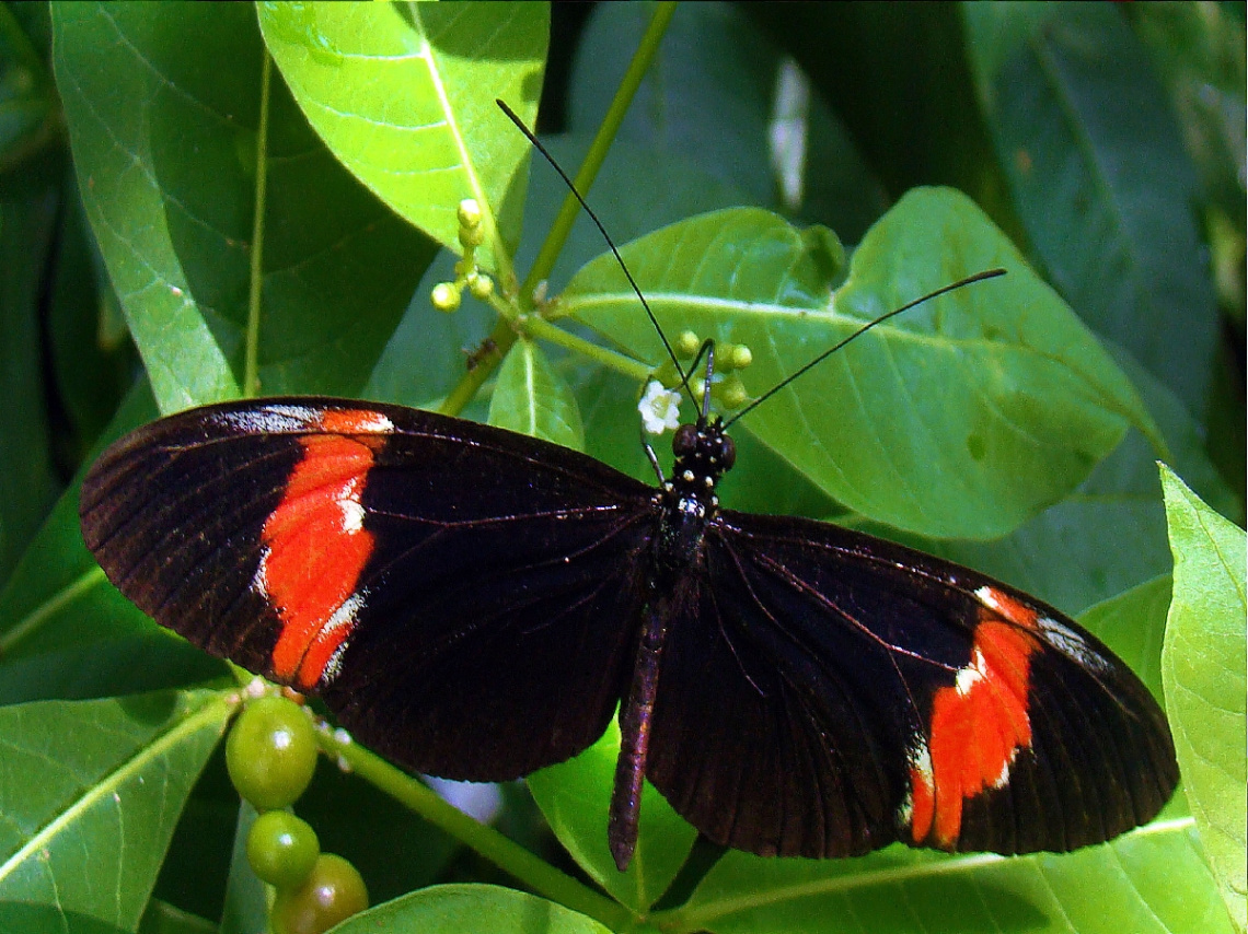 schmetterling 17