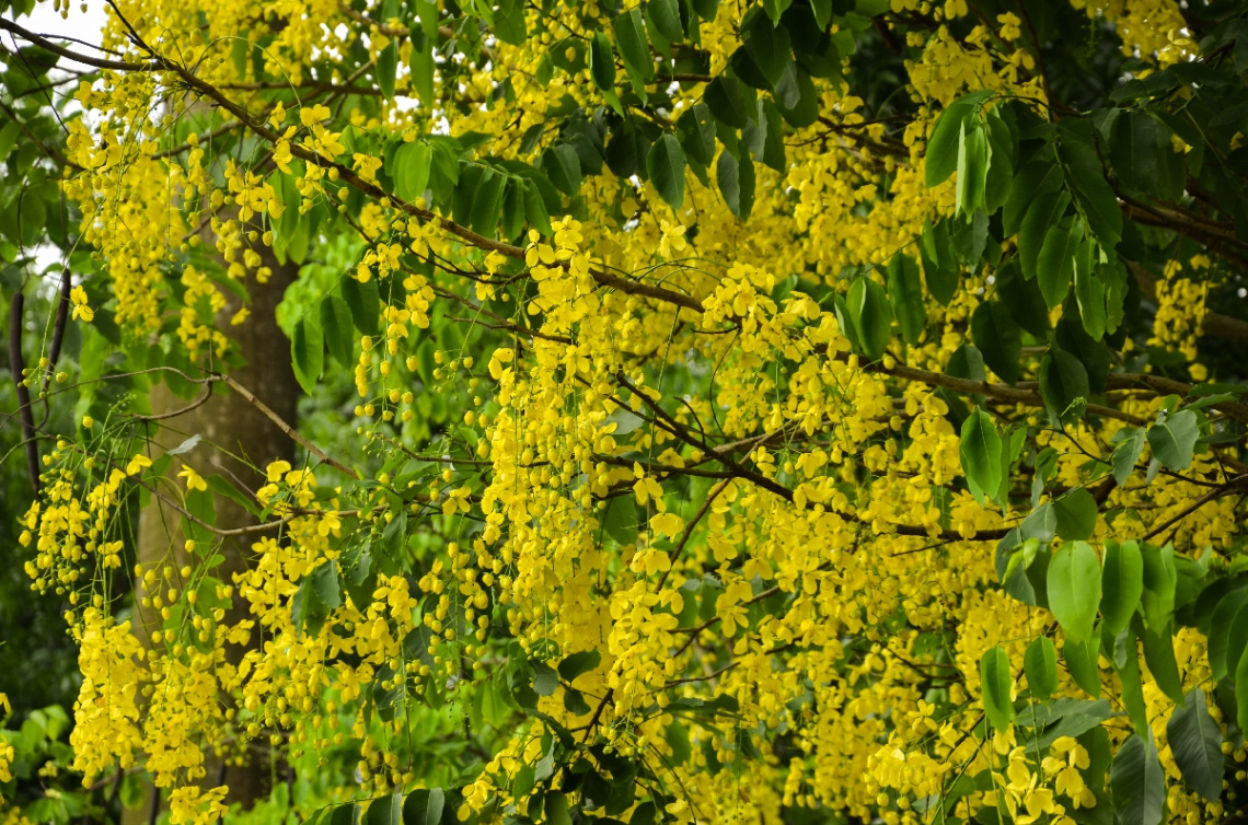 Golden Shower Tree