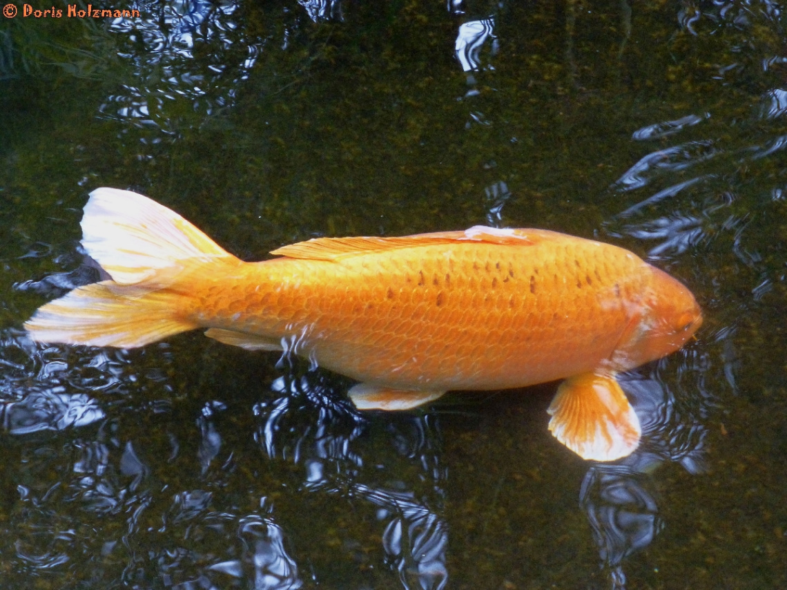 Koi