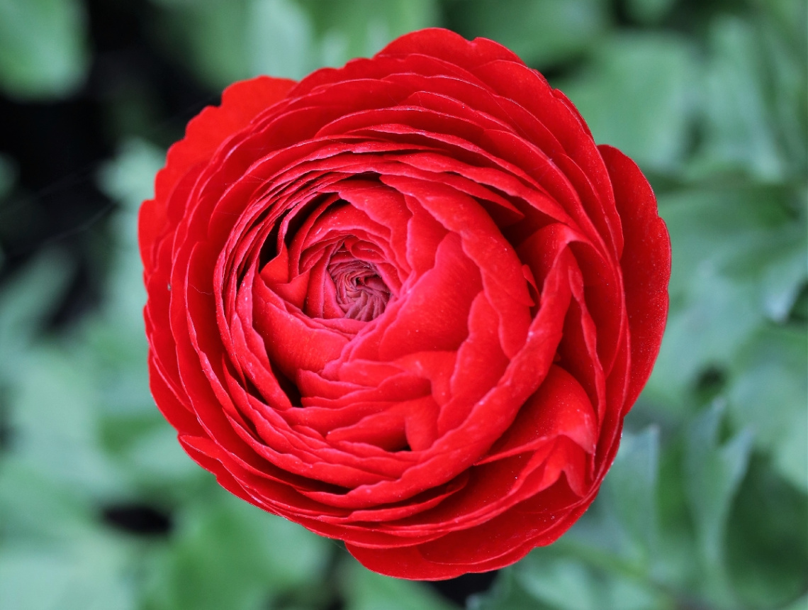 Red !!