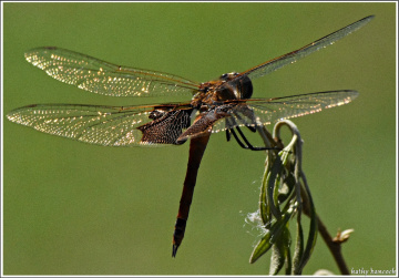 Carolina Saddlebags Dragonfly