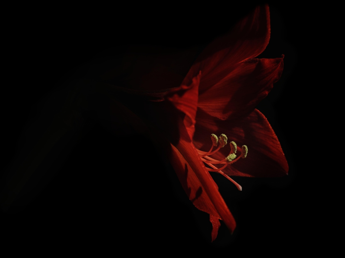 Amarilis