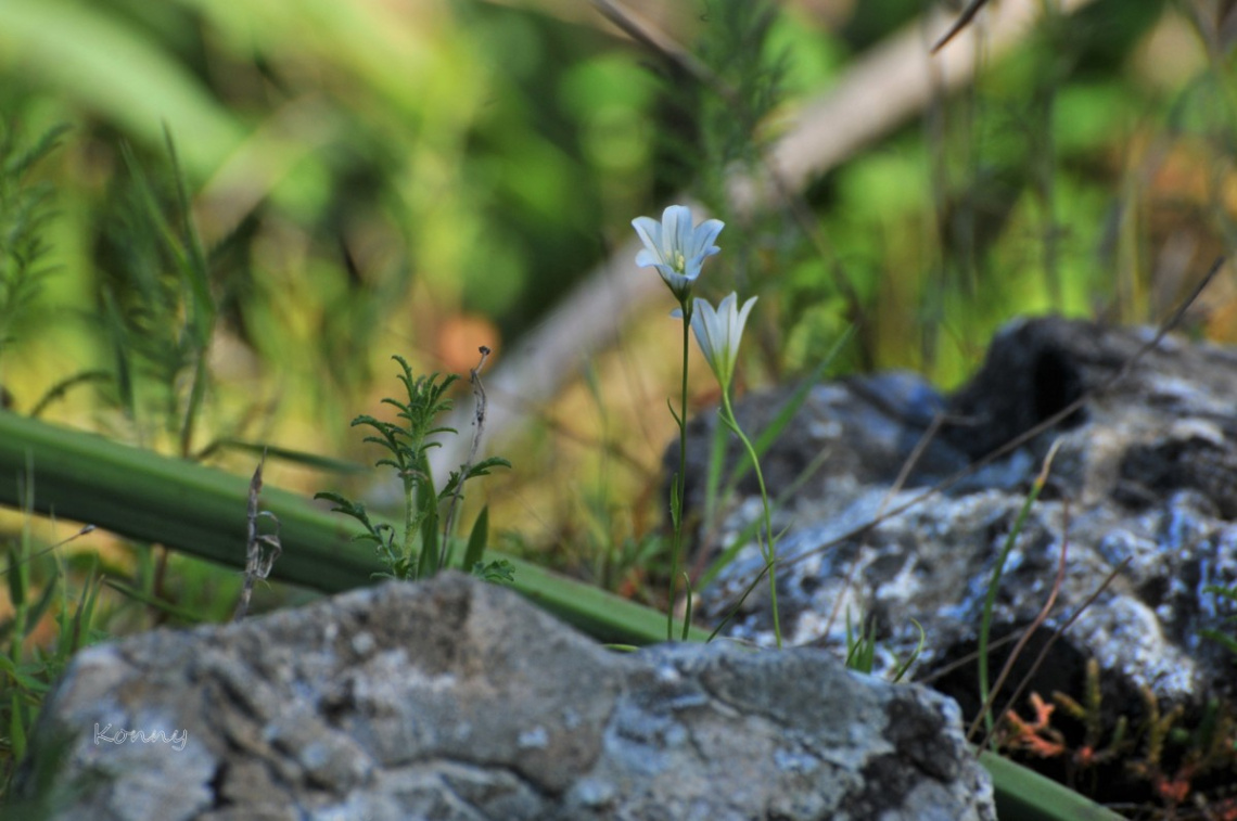 little wildflower 