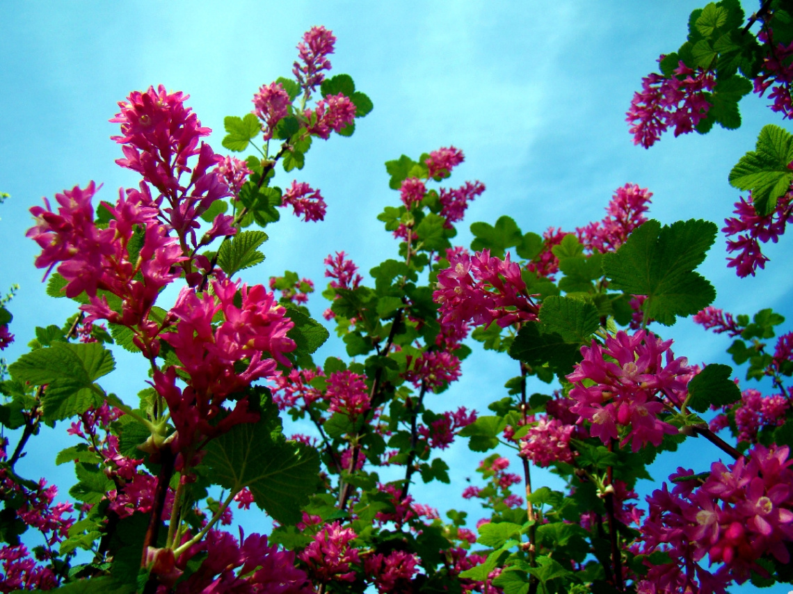 blüten .