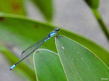 Blue Ringtail