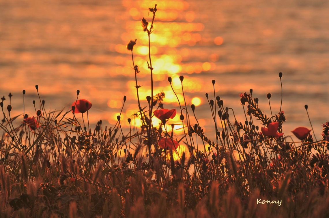 poppies on beach
