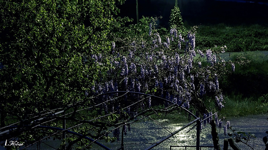 Morsalkım'ın Gece Yorumu