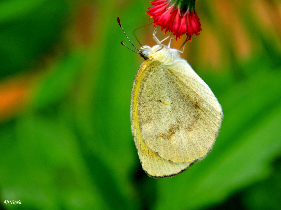 Mini butterfly in a flower of dandelion