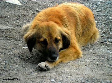 balım