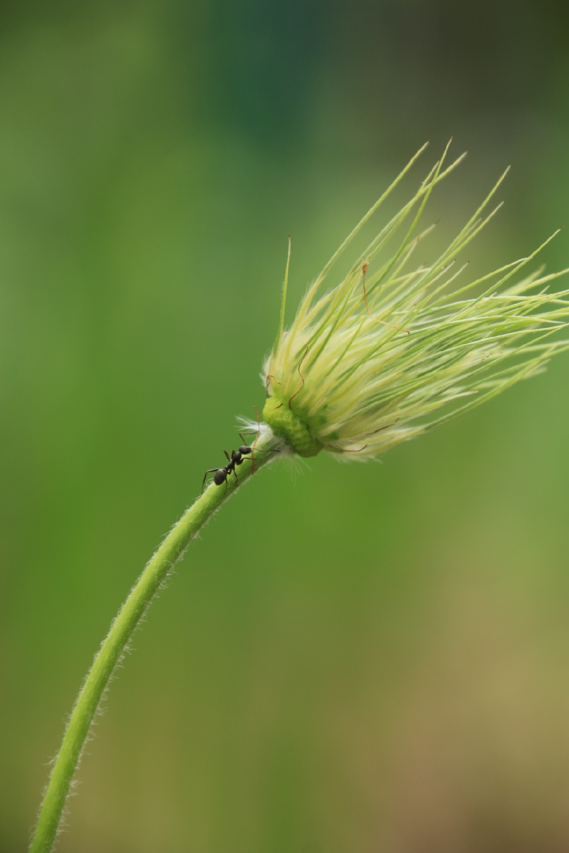 walking ant